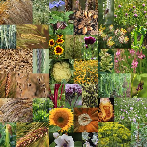 Nature's Crops Cardiosoy™ Non.